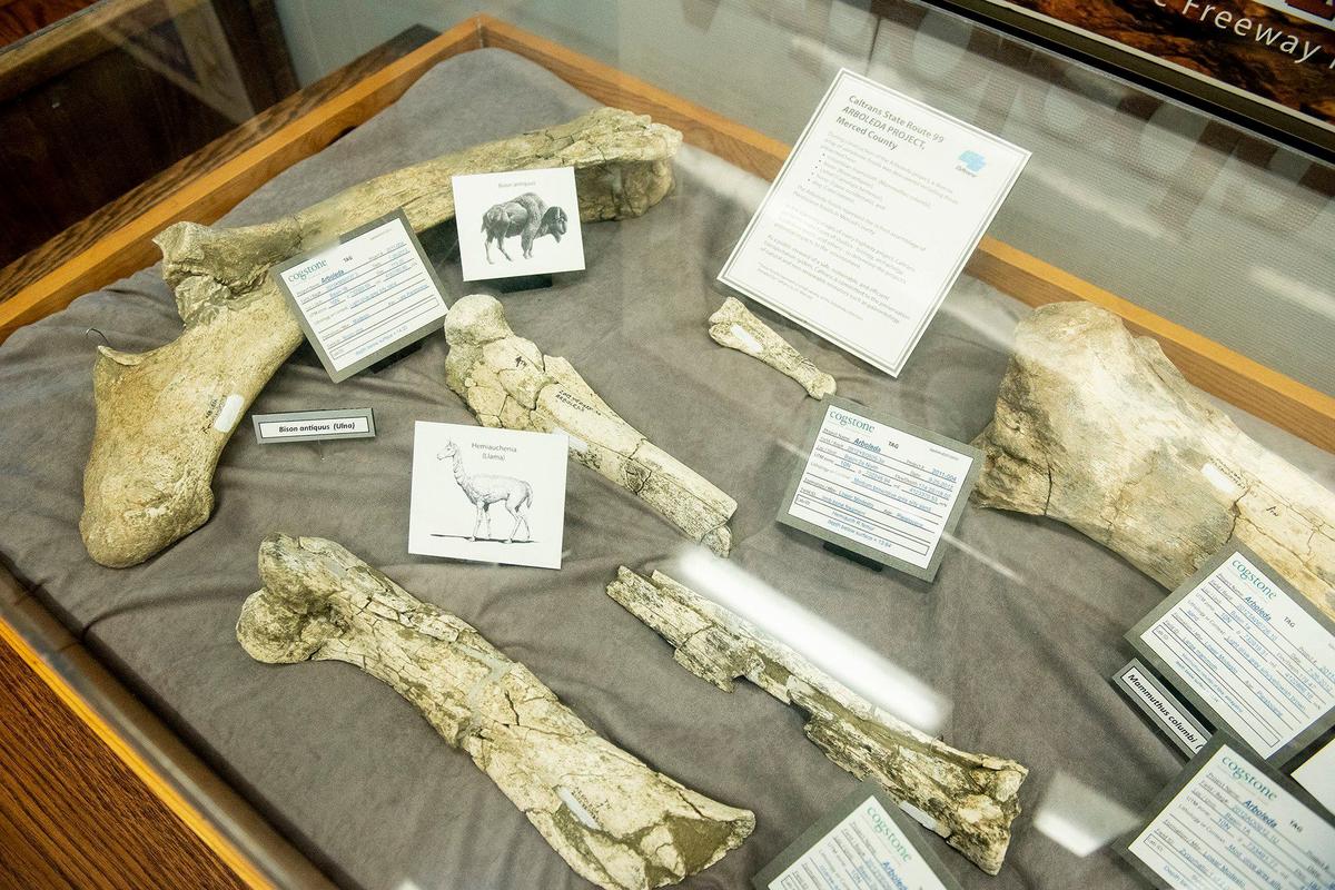 Fossils that were discovered during construction of the Plainsburg-Arboleda project along Highway 99 in Merced County, are on display at the Merced County Library in Merced Calif., on Wednesday, Sept. 11, 2024. According to Merced County Librarian Amy Taylor, the fossils are roughly 12,000 years old.