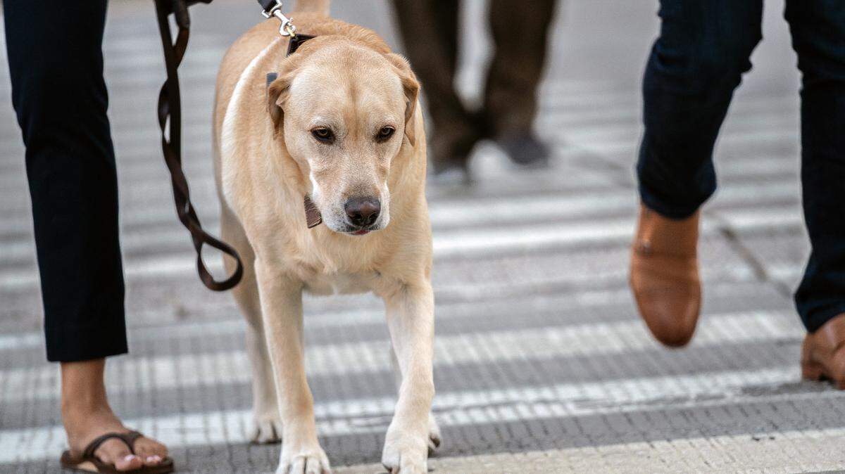 A dog is walked in lower Manhattan on Sept. 24, 2018.
