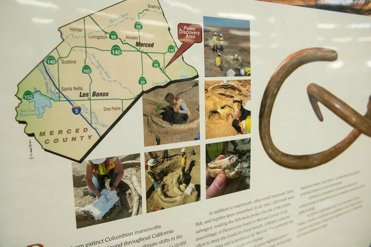 Fossils that were discovered during construction of the Plainsburg-Arboleda project along Highway 99 in Merced County, are on display at the Merced County Library in Merced Calif., on Wednesday, Sept. 11, 2024. According to Merced County Librarian Amy Taylor, the fossils are roughly 12,000 years old.