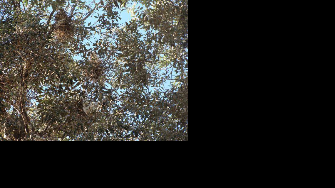 Against the Grain: Hundreds of egrets are hard to ignore in Atwater