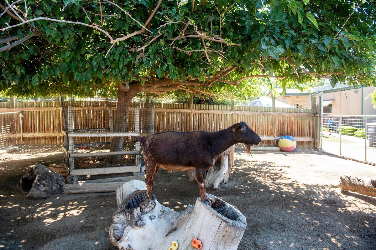 A goat looks at visitors while standing on top of a tree stump at the Applegate Park Zoo in Merced, Calif., on Friday, June 10, 2022.