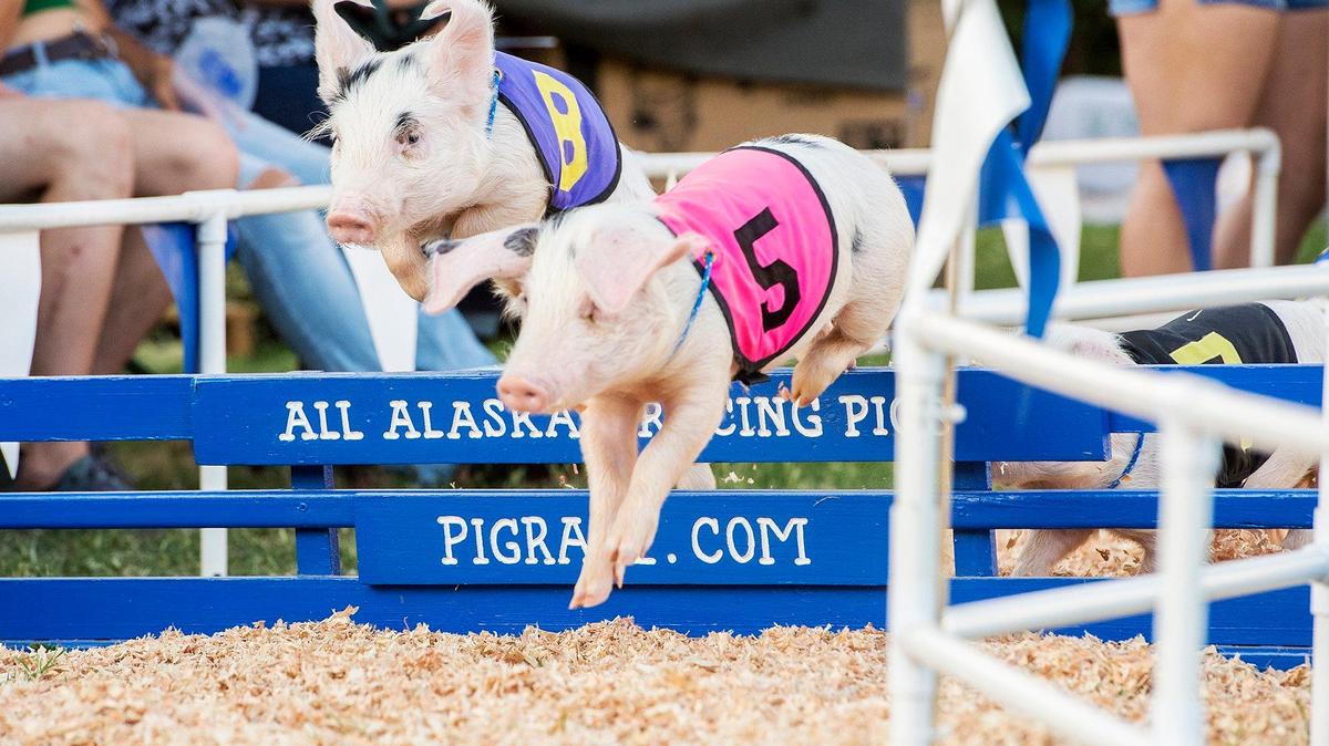 All Alaskan Racing Pigs leap over a hurdle during a race on the opening night of the Merced County Fair in Merced, Calif., on Wednesday, June 5, 2019.