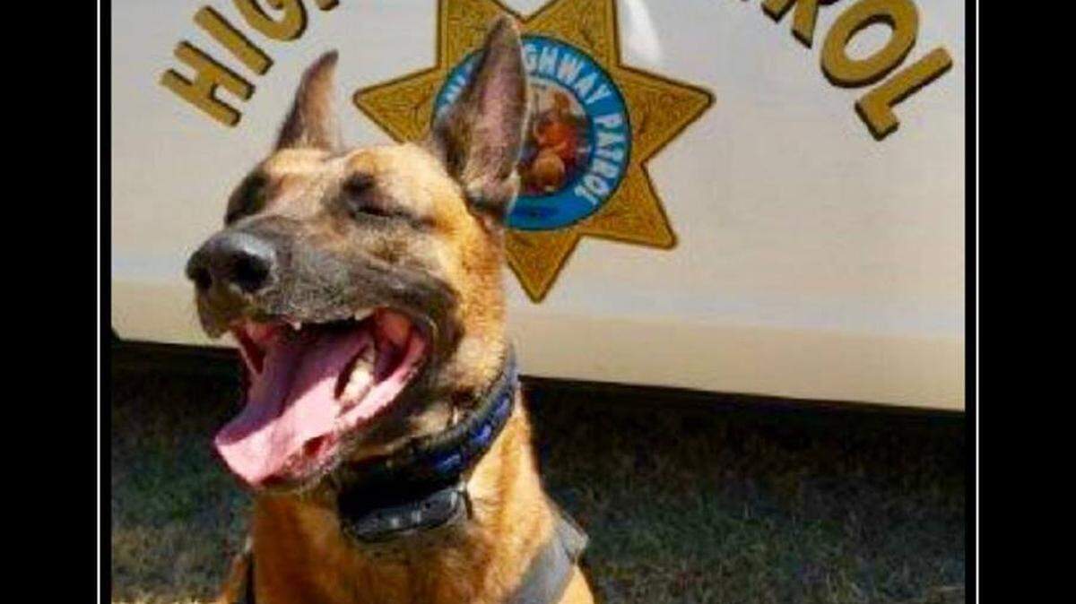 Officers made this meme of Merced K-9 officer Laika after she found more than $165,000 in cash on Wednesday, Jan. 31, 2018, that officers say was collected through drug sales, according to the California Highway Patrol.