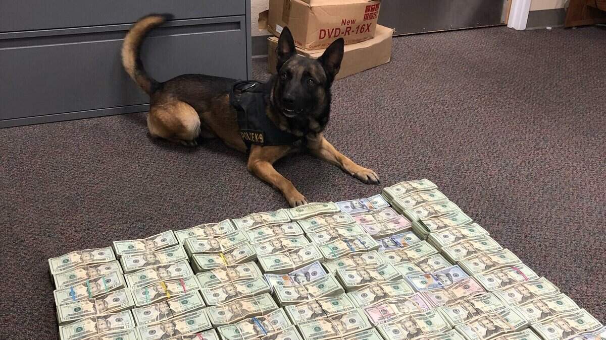 Officers and a K9 found $500,000 in cash during a search of a vehicle on Interstate 5 Monday, July 23, 2018, after noting “the driver’s extreme nervousness and strange story,” California Highway Patrol said.