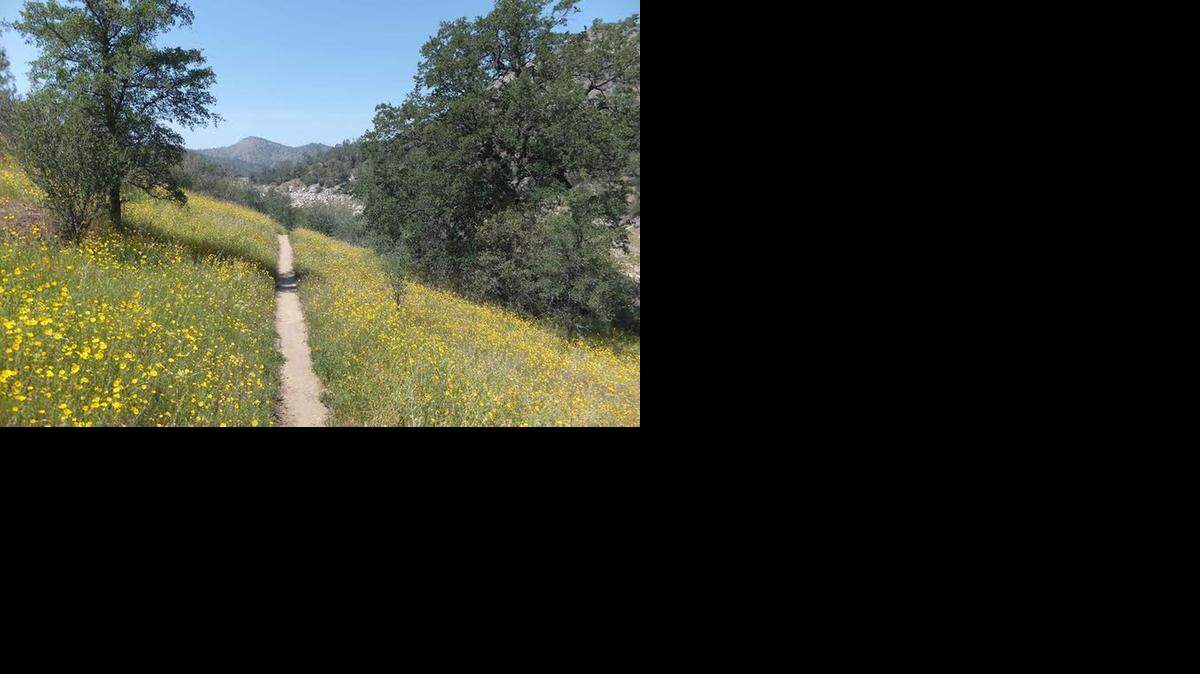 Some of the wildflowers that can be viewed along a trail by the San Joaquin River.
