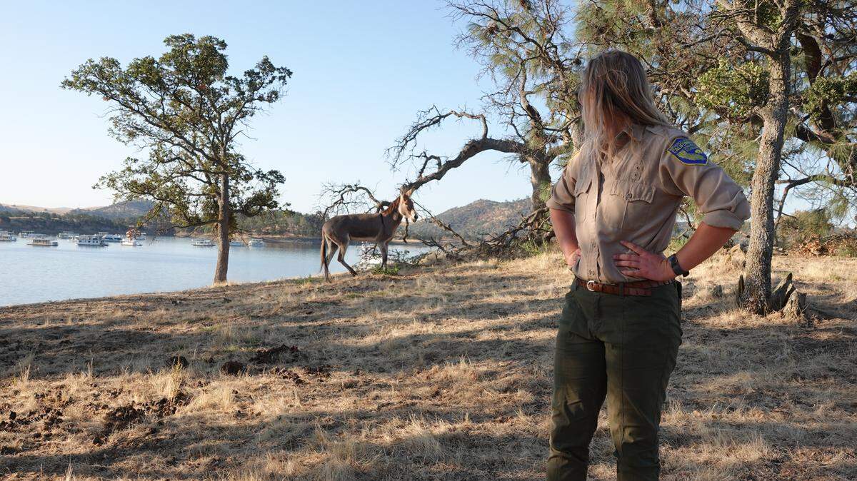 Hillary, a wild burro who was stuck on a Lake McClure Island, walks in the background as a worker with the California Department of Fish and Wildlife looks at her prior to a rescue operation on Aug. 23, 2019.