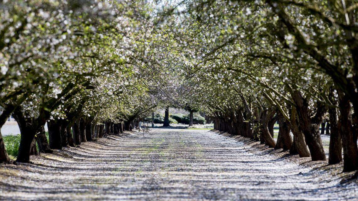 Here's what trade tariffs could mean in Merced County, where nuts are big business