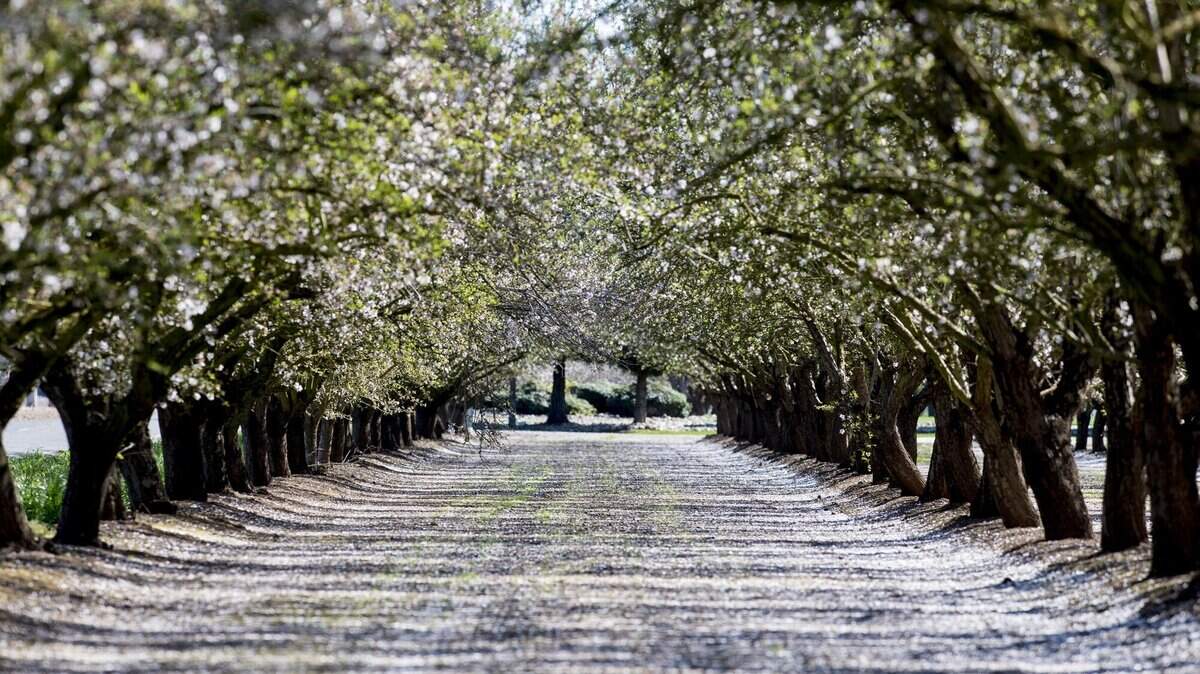 Almond tree flower petals cover the ground on farm along South Bear Creek Drive in Merced, Calif., on Wednesday, March 8, 2017.