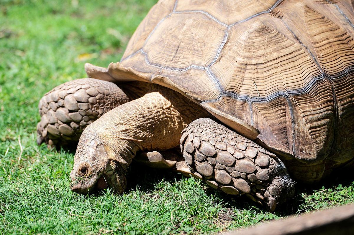 A tortoise munches on grass in animal closure at the Applegate Park Zoo in Merced, Calif., on Friday, June 10, 2022.