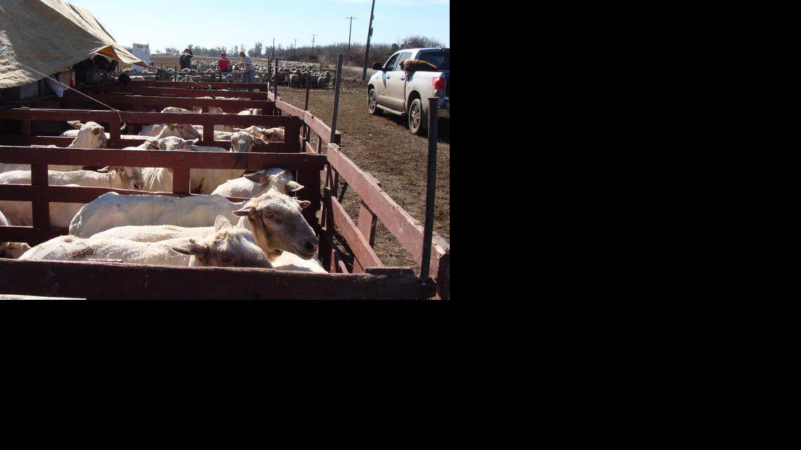 Brigitte Bowers: Drought, economy take toll on family sheep farm in Merced County