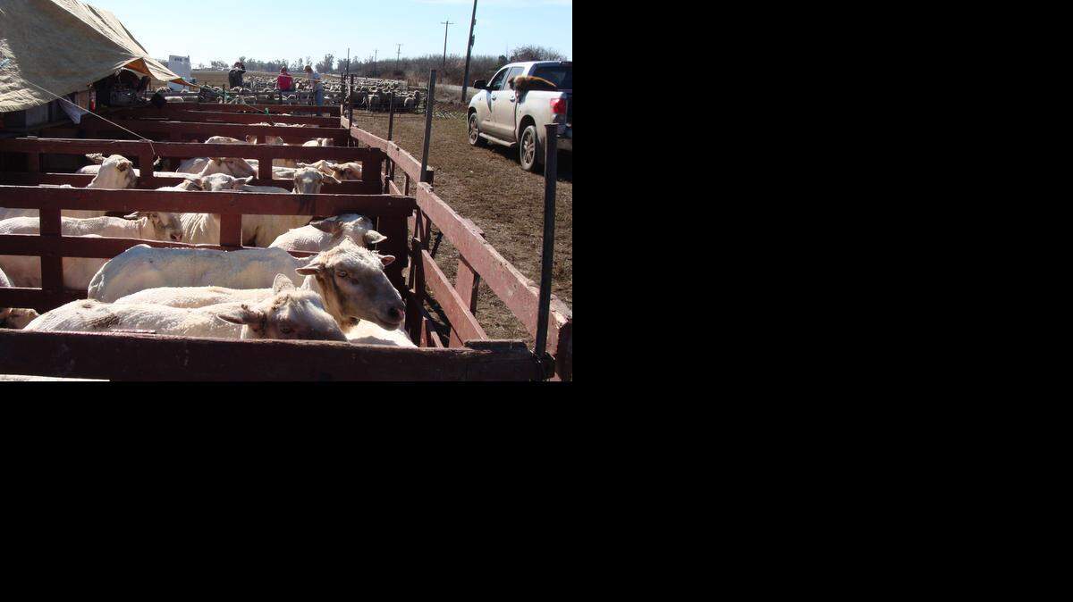  Bernard Urrutia, who owns a sheep farm at the corner of Highway 140 and Gurr Road between Merced and Atwater, says that his profit margin has shrunk. The drought has only increased his worries, because fewer farmers need sheep to eat down grass and weeds. 
