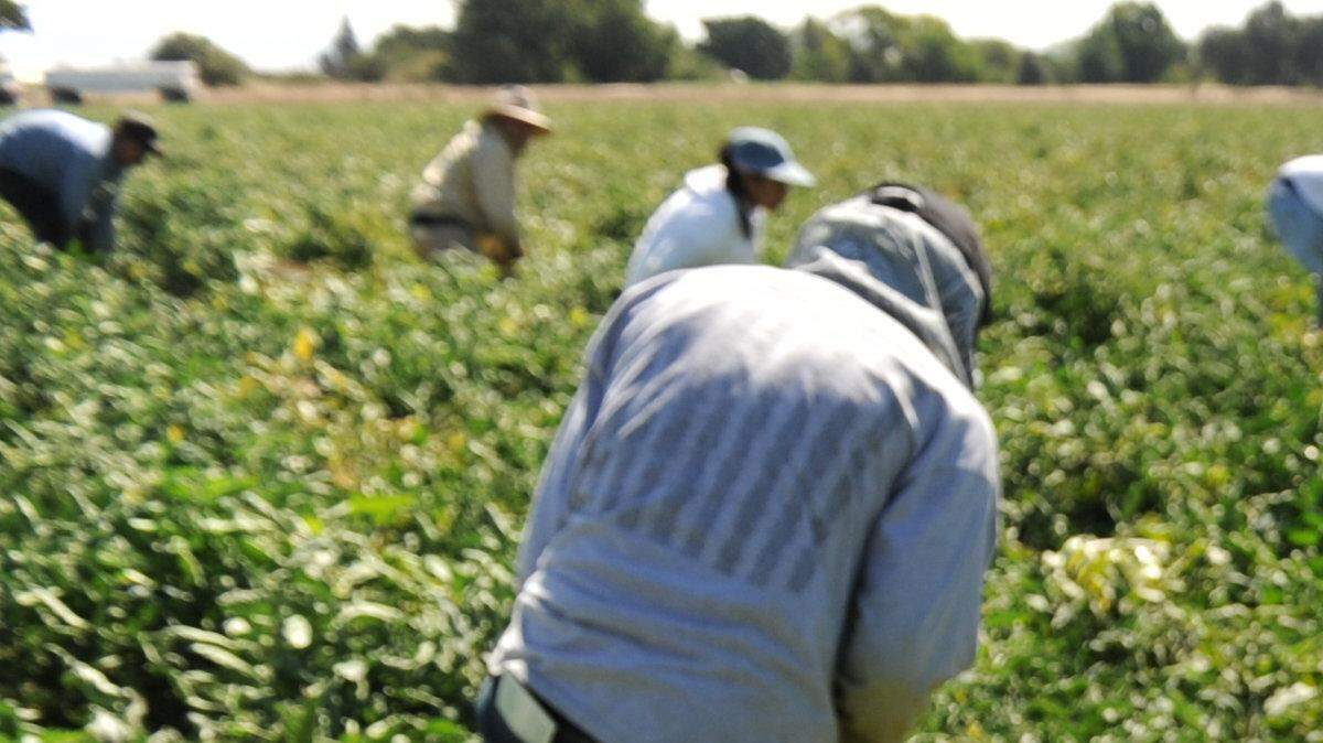 Harvesting day at a Scoto Bros Farming Inc tomato field near Planada in 2013. Loren Scoto saw his Canadian buyers for his tomatoes go elsewhere due to tariffs.