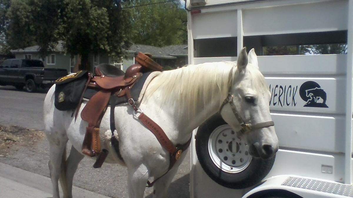 Sonny, one of the Livingston Police Department's horse units, stands after he and mounted Reserve Officer Joe Cruz arrest DUI suspect Angel Ramirez, 42, of Livingston, on Sunday, May 6, 2018, near the city's Cinco de Mayo Festival at Max Foster Sports Complex.