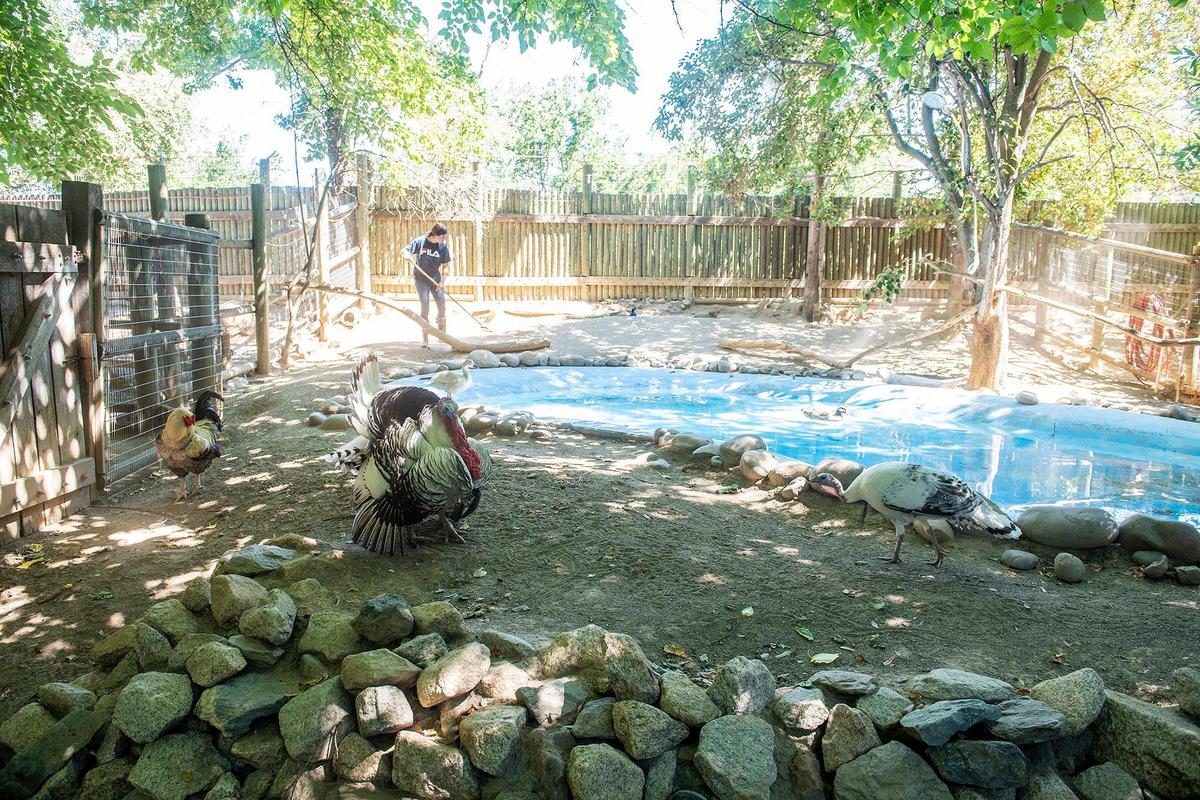 Multiple birds walk around an animal enclosure at the Applegate Park Zoo in Merced, Calif., on Friday, June 10, 2022.