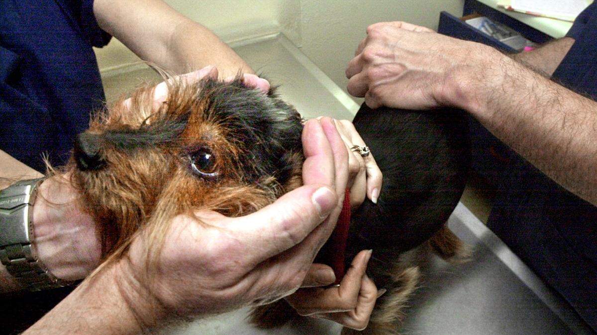  Sunshine, a 9-year old Yorkie is comforted by her owner as she gets her yearly rabies inoculation and checkup at the Braden River Animal Hospital in East Manatee.  
