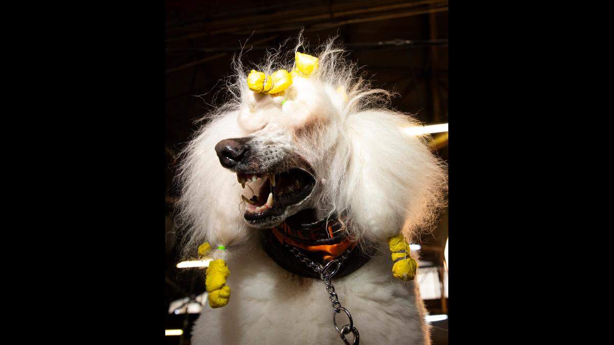 Gilette, a standard poodle, shows off her pearly white teeth at the Westminster Kennel Club dog show in New York on Tuesday, Feb. 11, 2020.