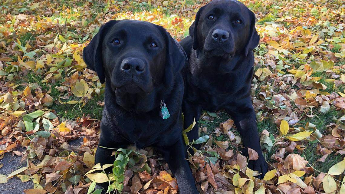 The Old Trainer: How the ‘Rule of the Pack’ applies to your dog