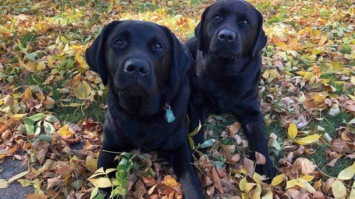 Sydney Relihans dogs Penny and Phoebe. (Mackenzie Relihan/iGeneration Youth/TNS)