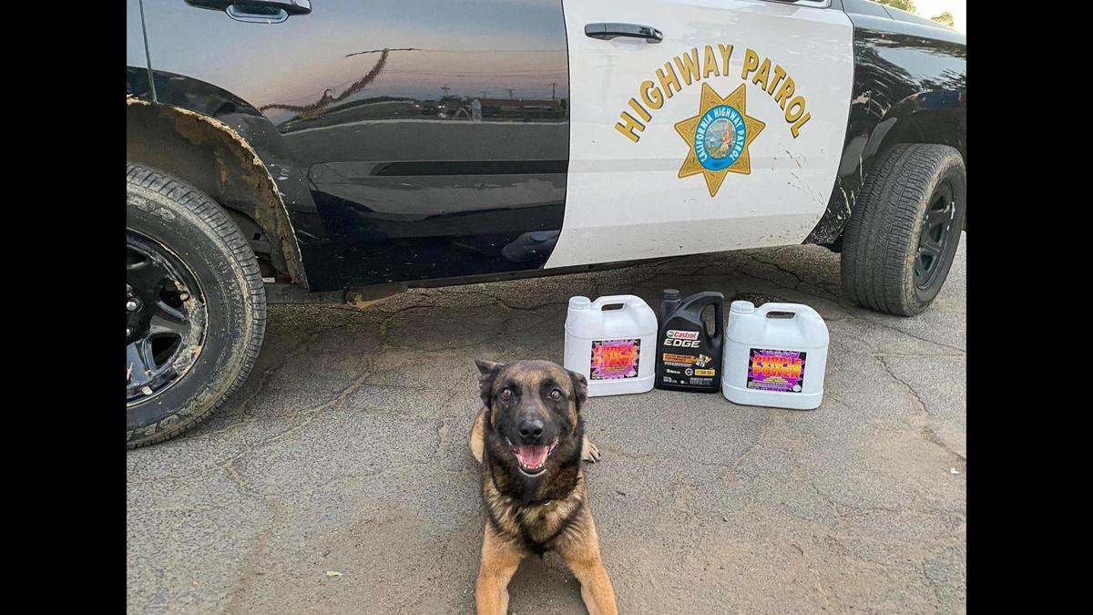 A driver and passenger were arrested during a Tulare traffic stop, when a California Highway Patrol officer and K-9 “Bruce” found about 37 pounds of suspected fentanyl, according to the California Highway Patrol.