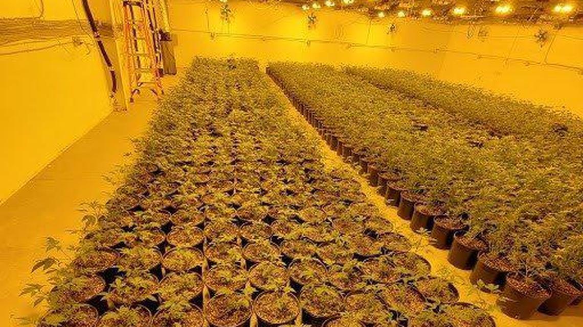 California legalized marijuana 2 years ago. So why is the state seizing so much of it?