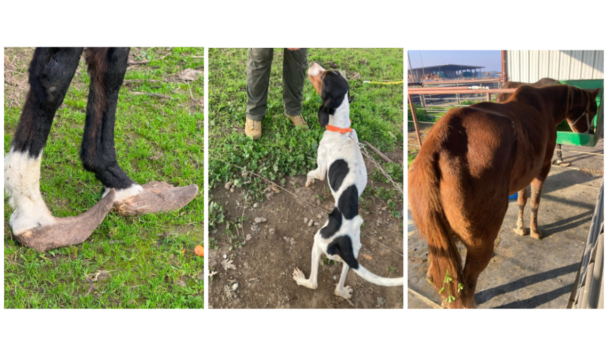 A 34-year-old Merced man faces eight counts of felony animal cruelty.