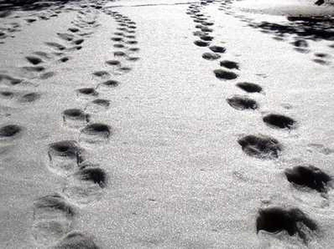 Rows of tracks created by snowshoers cast a shadow on the Dewey Point trail, leading to the rim of Yosemite Valley, on Jan. 13, 2009.
