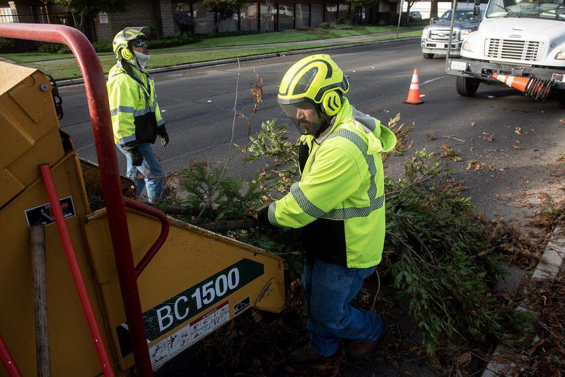City of Merced Public Works Tree Division Lead Cain Macias feeds branches into a wood chipper as the crew works to remove selected trees in the median along West Olive Avenue in Merced, Calif., on Thursday, Nov. 6, 2025. 