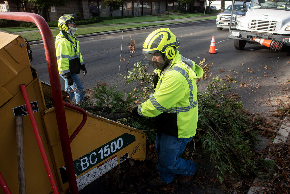 City of Merced Public Works Tree Division Lead Cain Macias feeds branches into a wood chipper as the crew works to remove selected trees in the median along West Olive Avenue in Merced, Calif., on Thursday, Nov. 6, 2025.