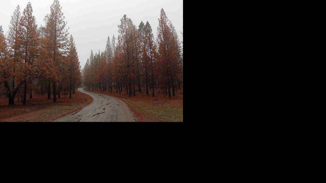 Blauert on Outdoors: Recovery from Rim fire still ongoing in Stanislaus National Forest 