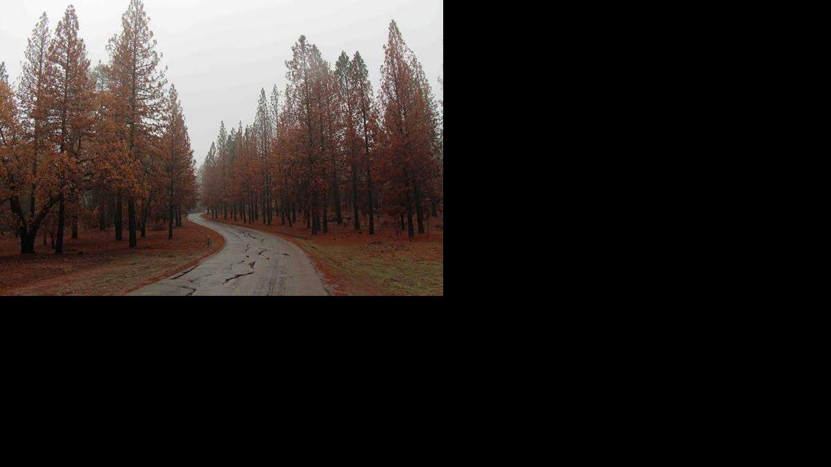  Our generally dry winter prevented post-fire landslides in the Stanislaus National Forest after the Rim fire.
