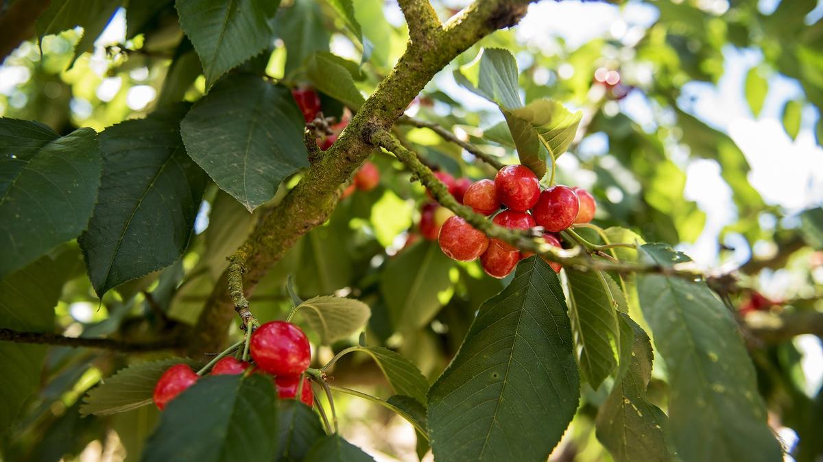 Cherries ripen on the tree during the Pick and Gather Festival 2018 at Riverdance Farms in Livingston. Cherry trees can be pruned in July and August, experts say.