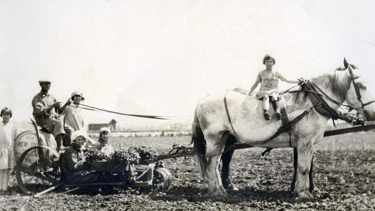 Pregno Family Planting Tomatoes in Spaghetti Acres, circa 1926. From left to right: Anne Pregno (Cressio), John Pregno, Stella Pregno (Pia), Mary Passarino Pregno, Helen Passarino Pregno, Doris Pregno (Cullen) on horse.