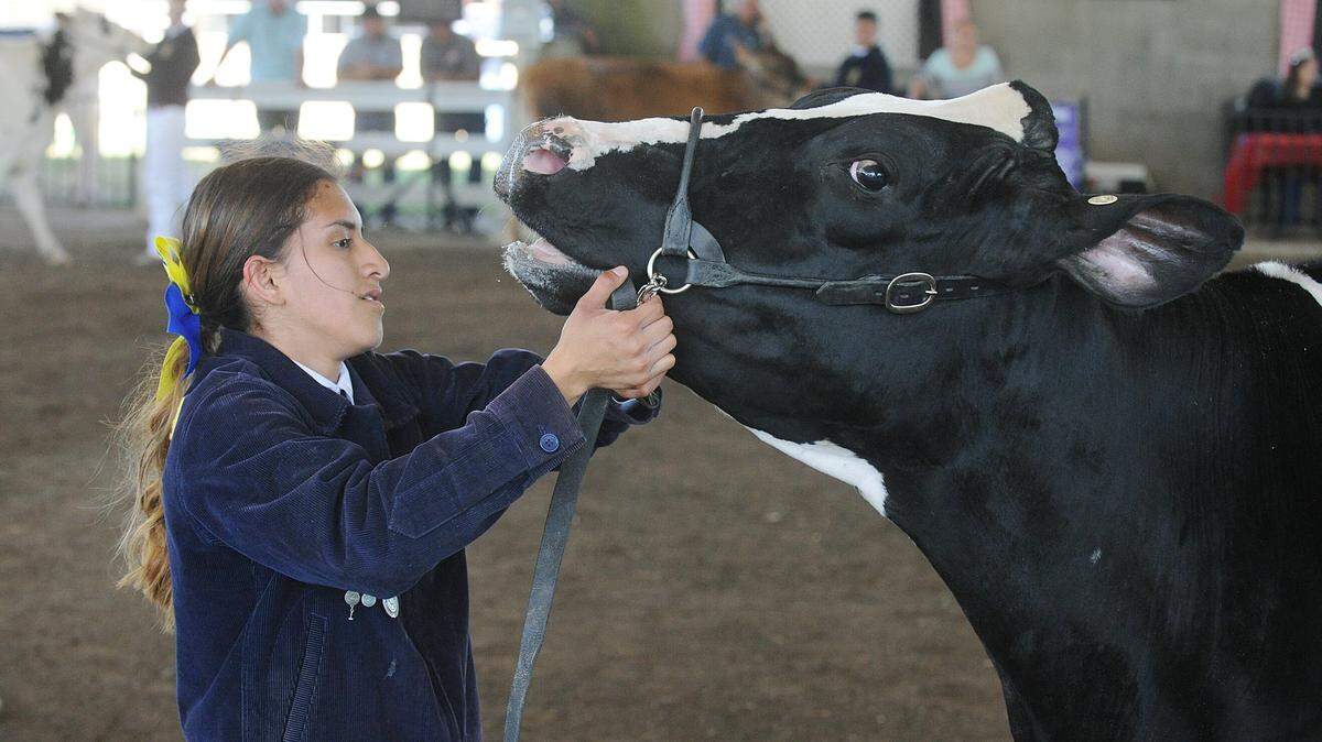 Ruby Munoz, a senior with Pacheco FFA in Los Banos, experiences some difficulty making her replacement heifer do what she wants while in the show ring at during opening day for the 2019 Merced County Spring Fair in Los Banos.