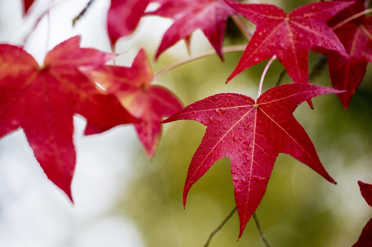 Water droplets form on brightly colored leaves as rain showers move through Merced, Calif., on Friday, Nov. 23, 2018.