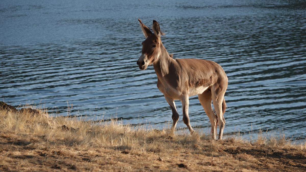 Hillary, a wild burro who was stuck on a Lake McClure Island, walks on the island prior to being rescue on Aug. 23, 2019.