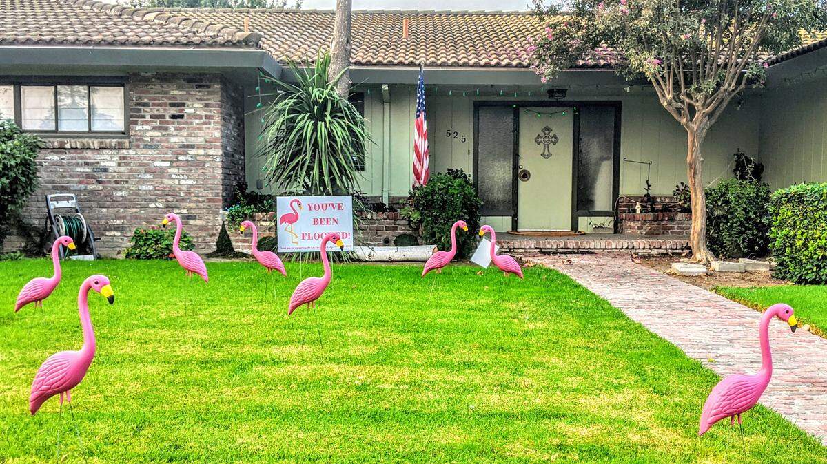 The Los Banos Elks Club has been posting flocks of flamingos in the front lawns of residents to raise money for the club’s programs.