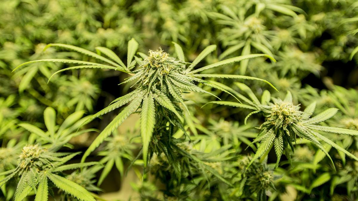 Marijuana plants fill one of nine rooms as the Merced Police Department removes the plants from an indoor grow house in the 2300 block of Aviles Drive in Merced, Calif., on Tuesday, April 24, 2018.