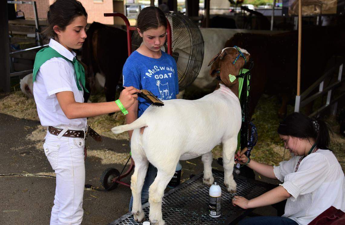 Kai Sanchez, 12, left, of Atwater helps groom her goat to show with the help of Haylee Wortman, center, and Janessa Jimenez, right, at the Merced County Fair on Wednesday, June 8, 2022.
