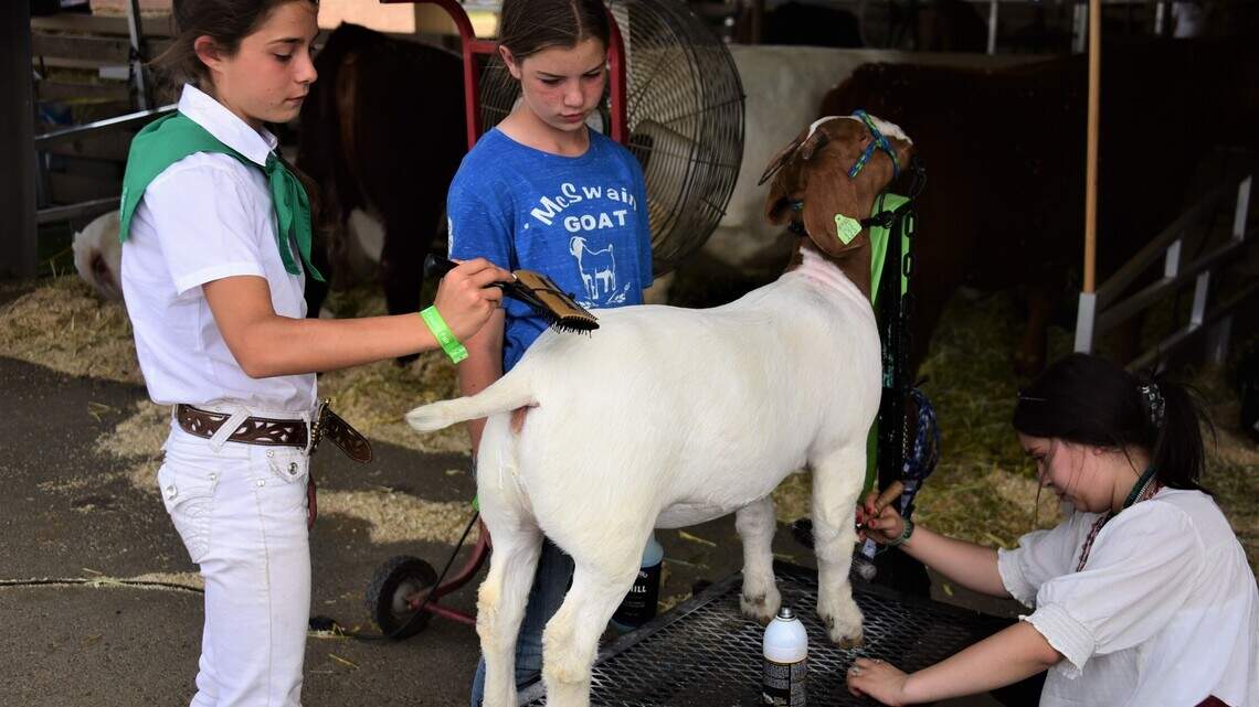 Merced County Fair junior livestock auction raises $1.4 million, setting new event record