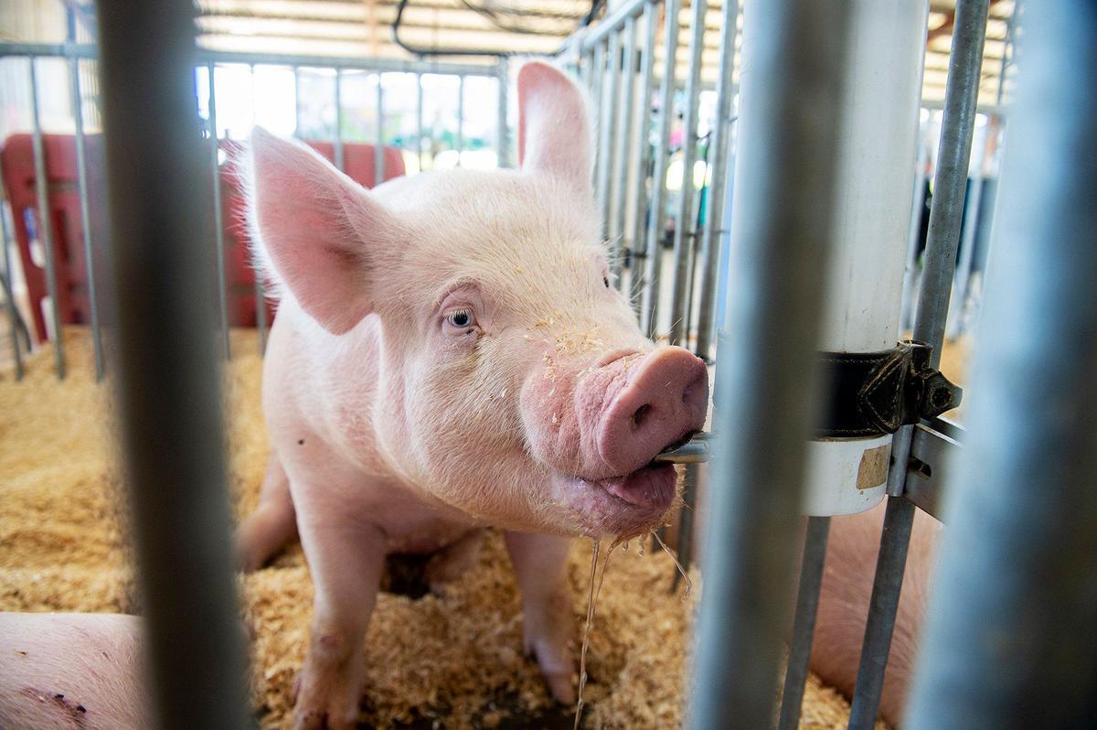 A thirsty pig drinks water inside a pen at the Merced County Fair in Merced, Calif., on Thursday, June 6, 2024.
