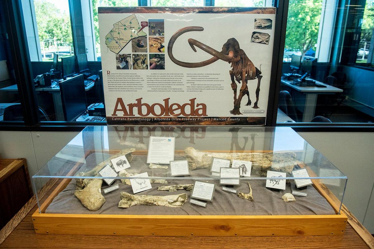 Fossils that were discovered during construction of the Plainsburg-Arboleda project along Highway 99 in Merced County, are on display at the Merced County Library in Merced Calif., on Wednesday, Sept. 11, 2024. According to Merced County Librarian Amy Taylor, the fossils are roughly 12,000 years old.