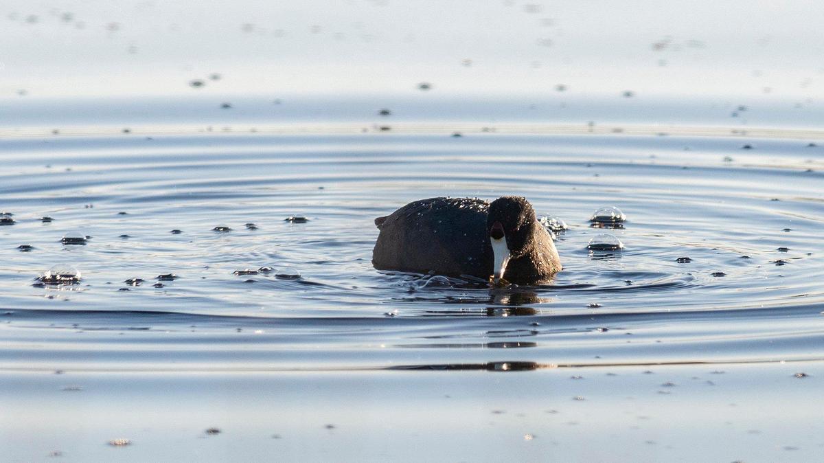 An American coot paddles around a wetland area at the San Luis National Wildlife Refuge in Los Banos, Calif., on Sunday, Oct. 20, 2024.