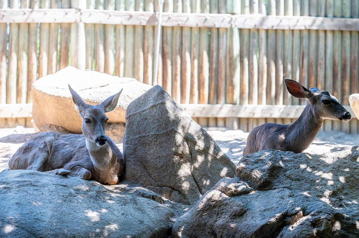 Mule deer rest in the shade at the Applegate Park Zoo in Merced, Calif., on Friday, June 10, 2022.
