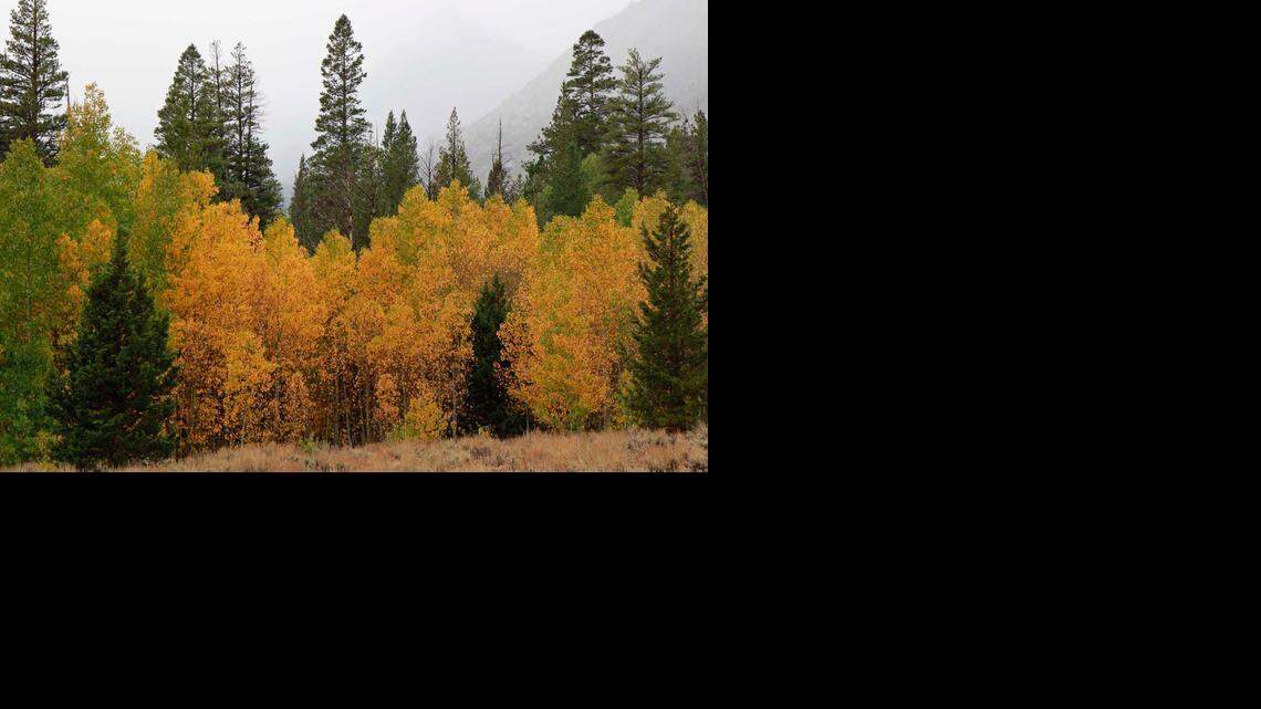 Blauert on Outdoors: Fall colors starting to show in the Sierra