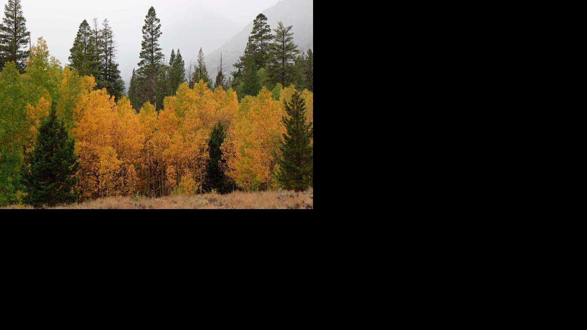 Aspens are starting to show their fall colors now along the eastern slope of the Sierra Nevada.
