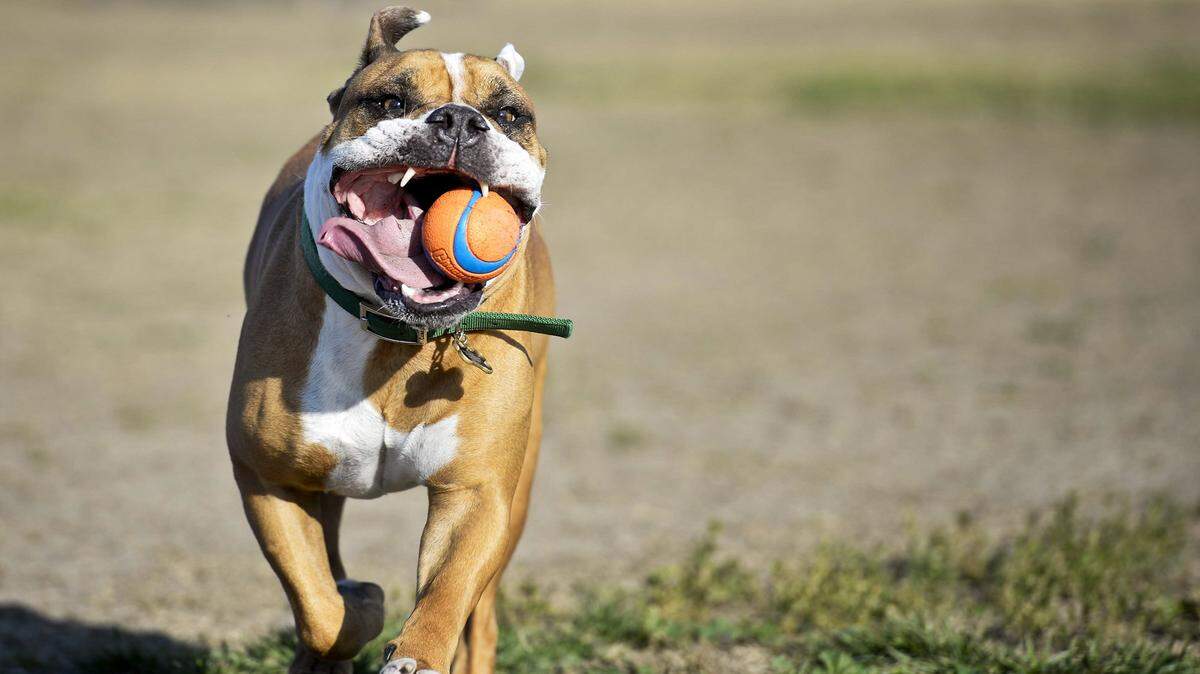 English bulldog Reilly runs after chasing a ball at the Merced Dog Park, located at the intersection of West Yosemite Avenue and R Street in Merced, Calif., Wednesday, Jan 7, 2015.