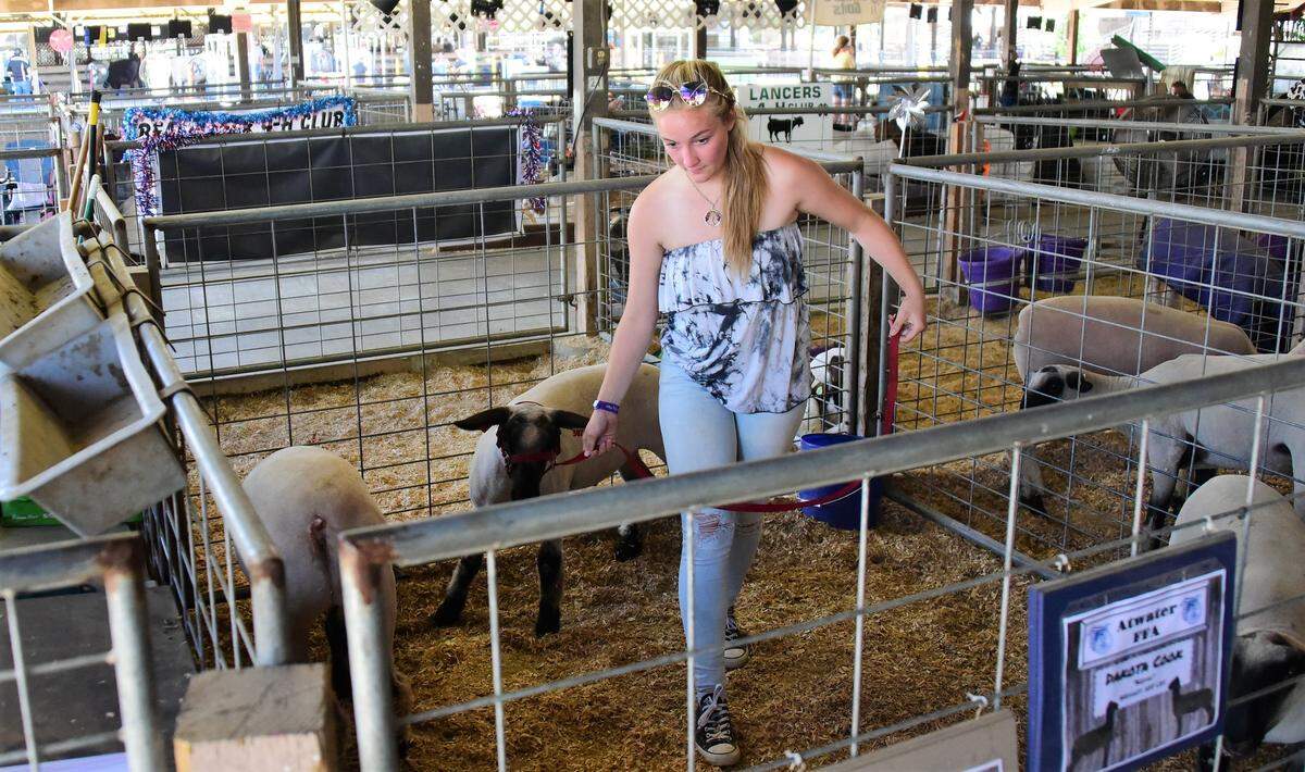 Atwater High junior Abigail Wilson is auctioning off her lamb, Paddington, at the Merced County Fair on Saturday. Wilson is donating part of the sale to the Wounded Warrior Project.