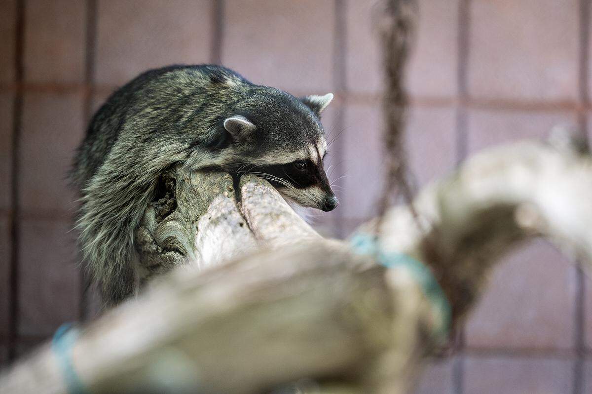Raccoons lounge around their enclosure at the Applegate Park Zoo in Merced, Calif., on Friday, Aug. 22, 2025. Zookeeper Joshua Moreno said some of the ways zoo staff help to ensure the animals stay cool during the summer months include providing them with frozen produce, ice blocks and pools. 