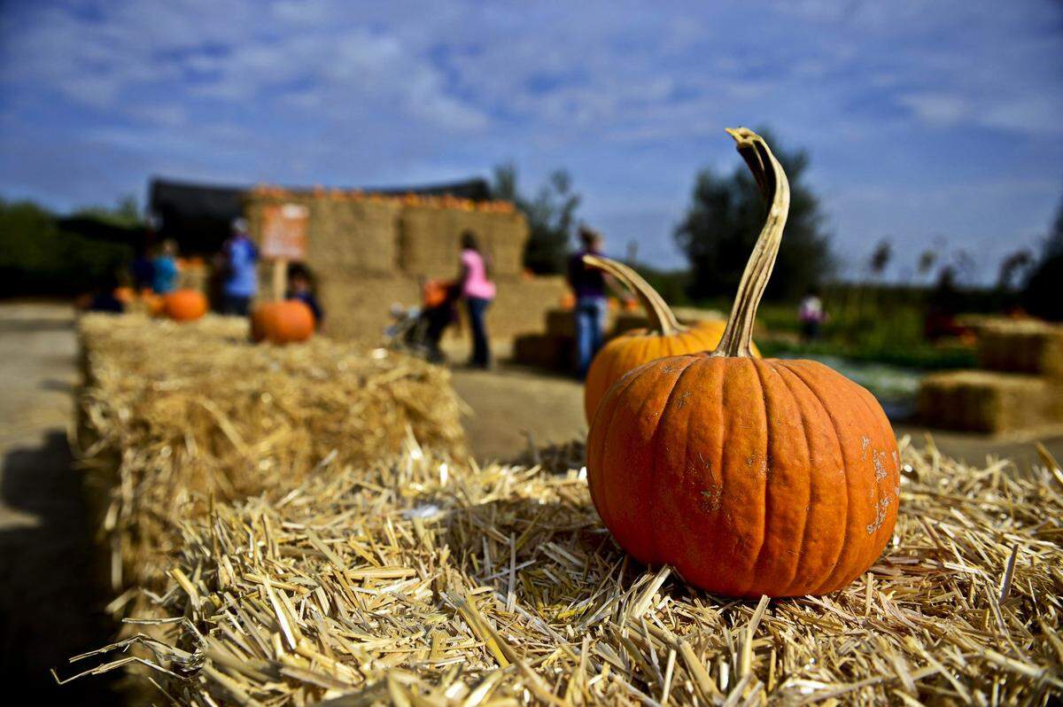 A pumpkin sits atop a bail of hay during a past season at Vista Ranch in Merced.