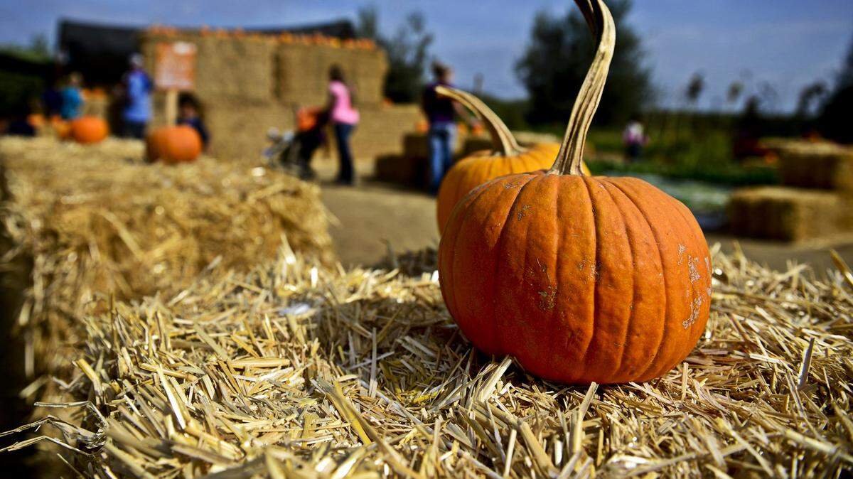 A pumpkin sits atop a bail of hay during a past season at Vista Ranch in Merced.